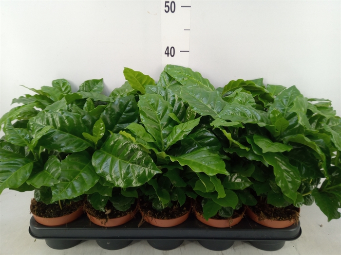 <h4>Coffea arabica</h4>