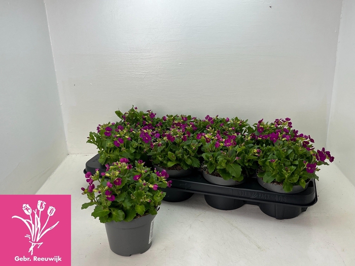 <h4>ARABIS CAUCASICA</h4>