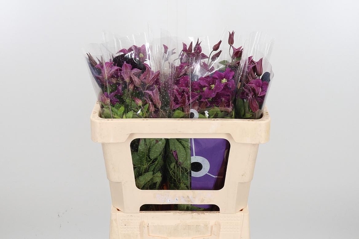 <h4>Clem Amazing Kyiv</h4>