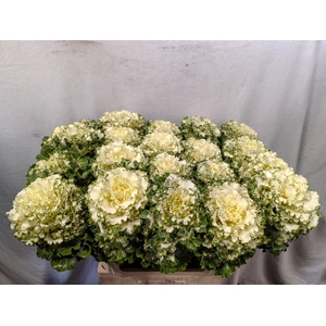 BRASS CRANE RU WHITE