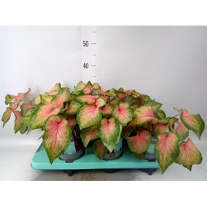 Caladium  'Bicolor Sweetheart'