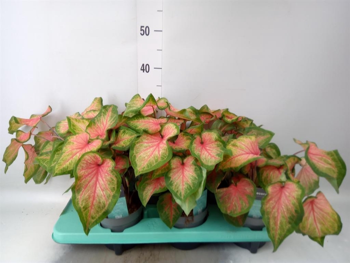 <h4>Caladium  'Bicolor Sweetheart'</h4>