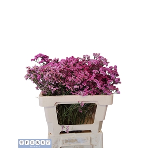 Limonium Princess Diamond Fers Flowers
