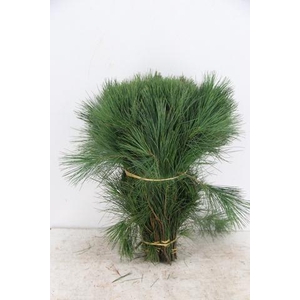 PINUS STROBUS PER STEM 040CM