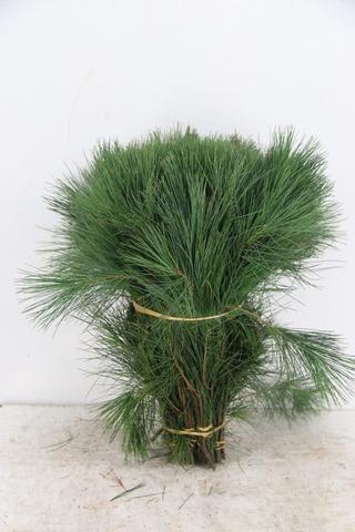 <h4>PINUS STROBUS PER STEM 040CM</h4>
