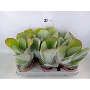 Kalanchoe NF thyrsiflora 'Red Lips'