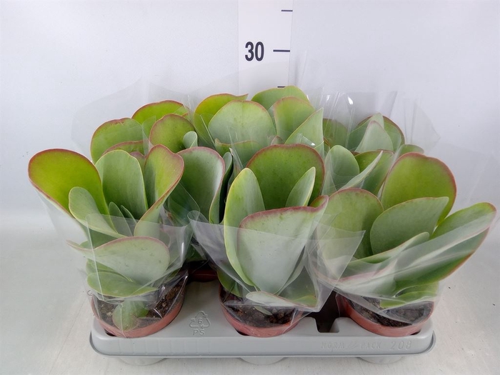 <h4>Kalanchoe NF thyrsiflora 'Red Lips'</h4>