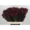Leucadendron Saf Sunset Dark R.