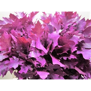 Querc Rubra Cerise