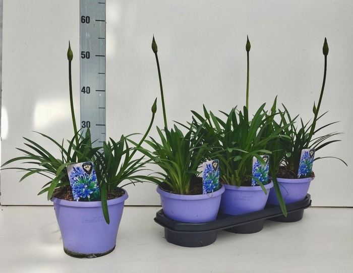 <h4>AGAPA CRYSTAL LINE</h4>