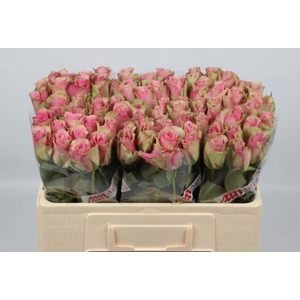 R Gr Belle Rose