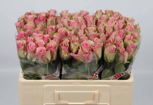 <h4>R Gr Belle Rose</h4>