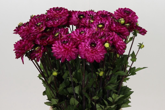 <h4>Dahlia Romantica</h4>