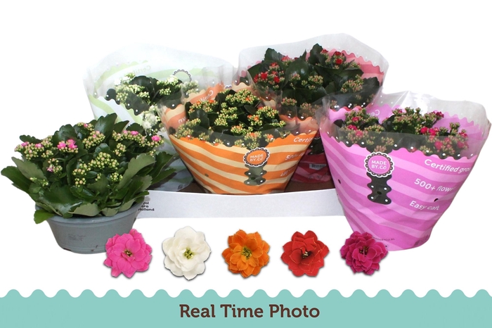 <h4>KAL GE GEM 5 KL</h4>