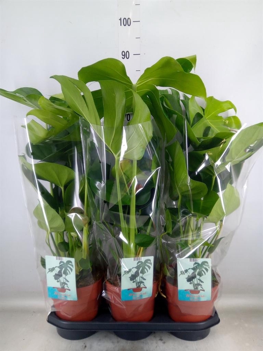 <h4>Monstera delic.</h4>