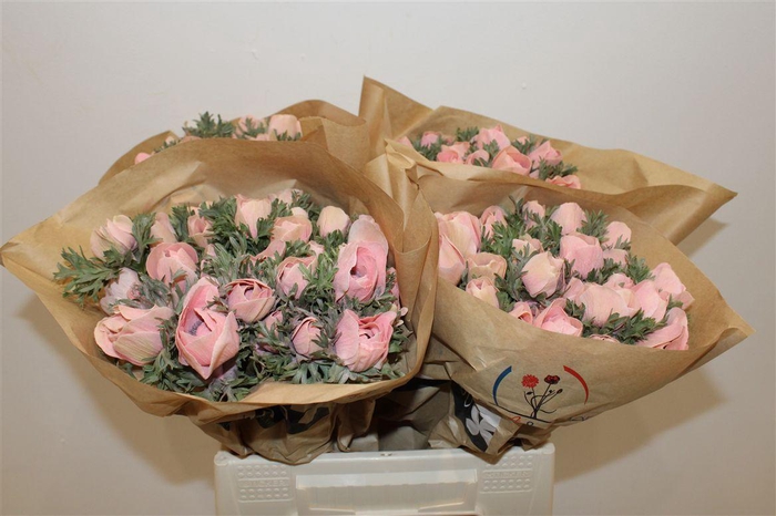 <h4>Anem Marianne Powder Salmon</h4>