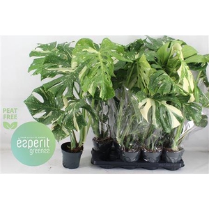 Monstera Del Thai Co