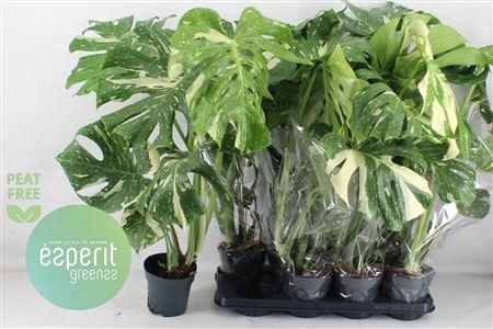 <h4>Monstera Del Thai Co</h4>