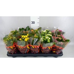 Kalanchoe blos.   ..rosebud mix  5