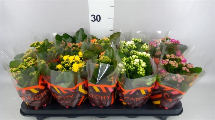 <h4>Kalanchoe blos.   ..rosebud mix  5</h4>