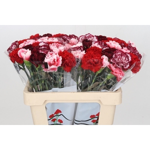 Dianthus St Rainbow Mix Red (min 18x80) (Special)