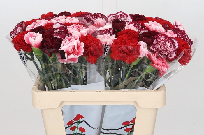 Dianthus St Rainbow Mix Red (min 18x80) (Special)