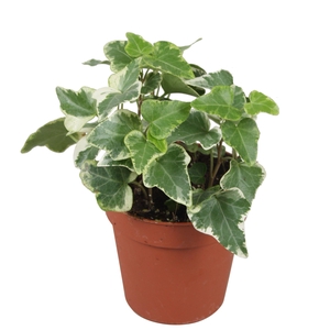 Hedera helix Eva - zonder rankje