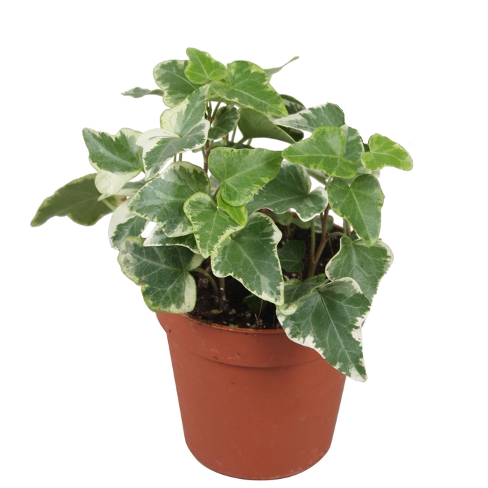 <h4>Hedera helix Eva - zonder rankje</h4>