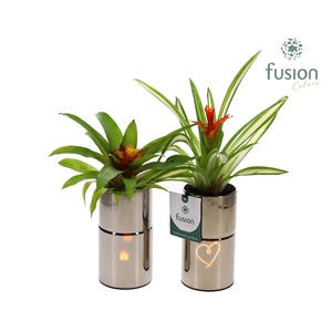 Glas tube Led planter met Guzmania