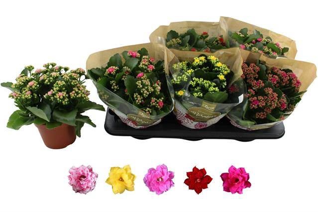 <h4>Kalanchoe gevuld Rosalina gemengd 5klr.</h4>