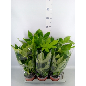 Fatsia japonica   ...