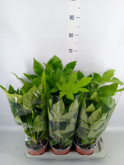 <h4>Fatsia japonica   ...</h4>