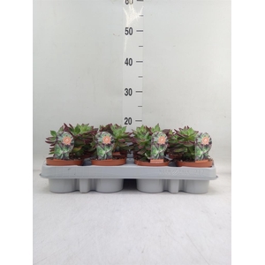 Echeveria pulvinata 'Devotion'