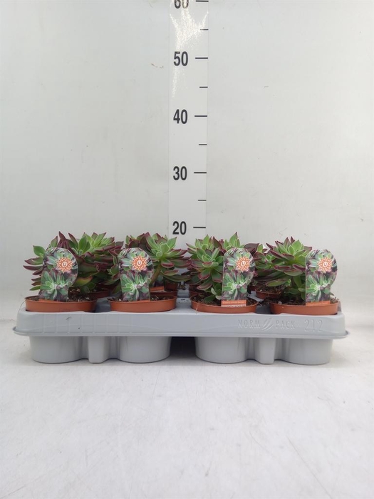 <h4>Echeveria pulvinata 'Devotion'</h4>