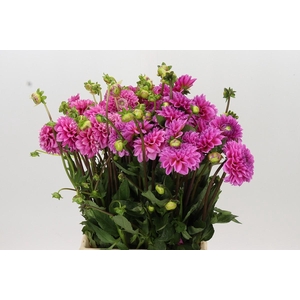 Dahlia Sandra
