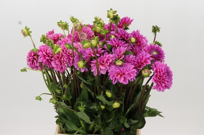 <h4>Dahlia Sandra</h4>