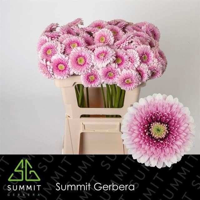 <h4>GERBERA MIB 'POMPONI TRACY'</h4>