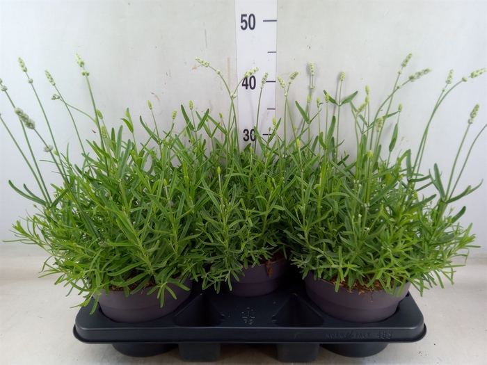 <h4>Lavandula angus. 'Vienco White'</h4>