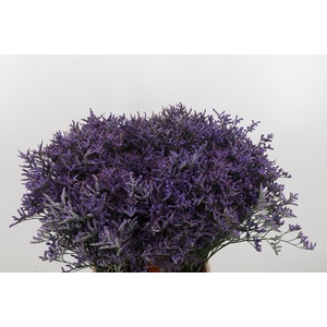 Lim Safora Dark Blue