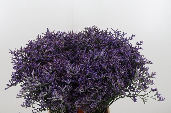 <h4>Lim Safora Dark Blue</h4>