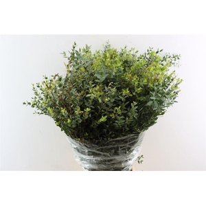 Euca Parvifolia 400gr P Bunch