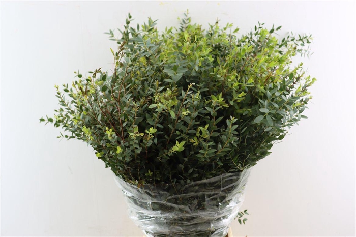 <h4>Euca Parvifolia 400gr P Bunch</h4>