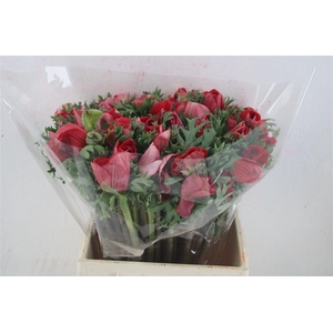 Anem Mistral Super Red