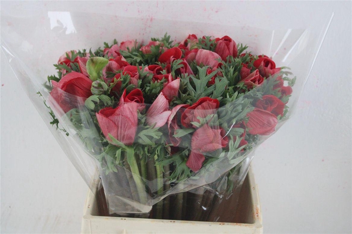 <h4>Anem Mistral Super Red</h4>