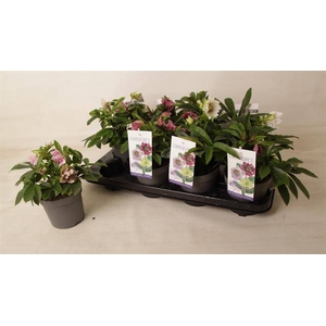 HELLEBORUS ORIENTALIS MIX SMALL P12