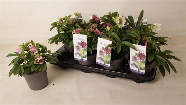 <h4>HELLEBORUS ORIENTALIS MIX SMALL P12</h4>