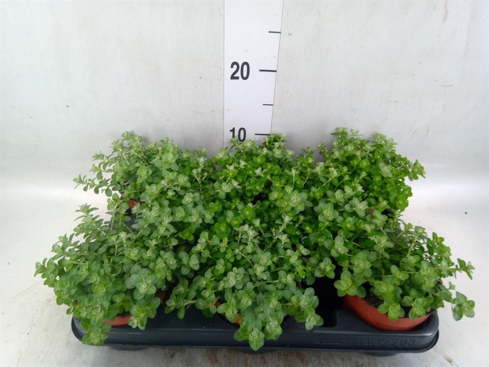 <h4>Helichrysum mic. 'Silver Mist'</h4>