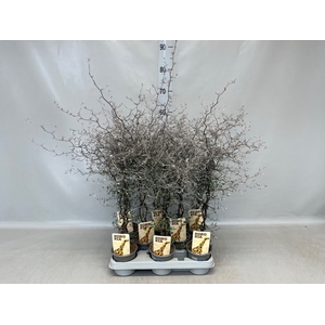 Corokia cotoneaster