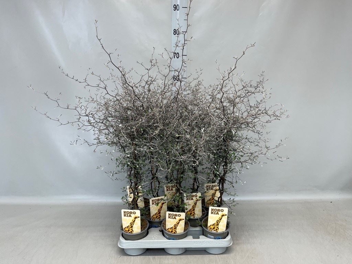<h4>Corokia cotoneaster</h4>