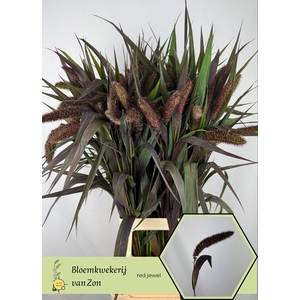 SETARIA IT RED JEWEL